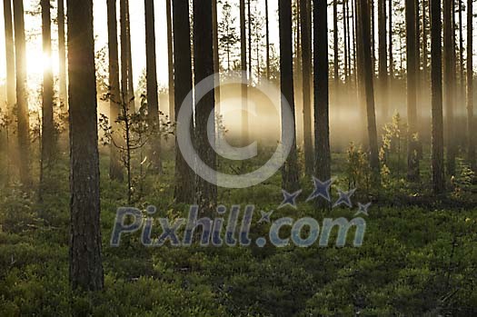 Morning sun in the forest Morning sun in the forest