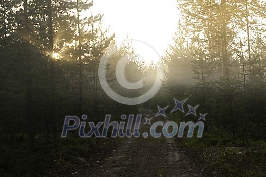 Path in the morning forest Path in the morning forest