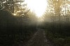 Path in the morning forest