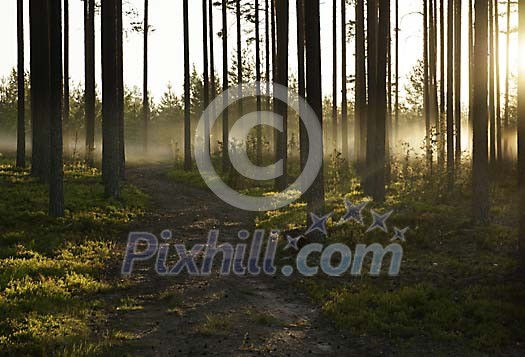 Sunlight and fog in the morning forest