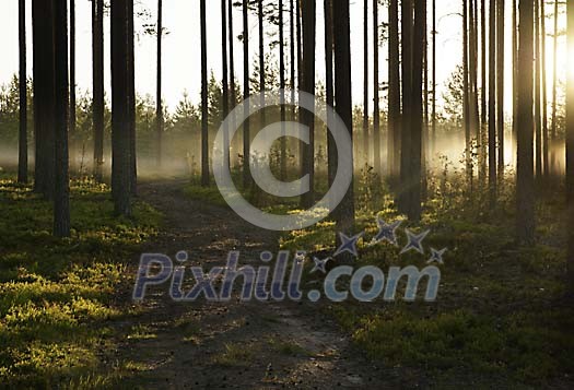 Sunlight and fog in the morning forest Sunlight and fog in the morning forest