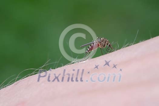 Blood sucking mosquito on the skin
