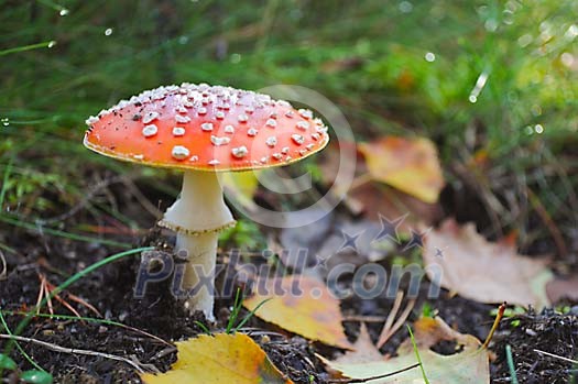 Good looking poisonous  mushroom in the forest