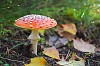 Good looking poisonous  mushroom in the forest