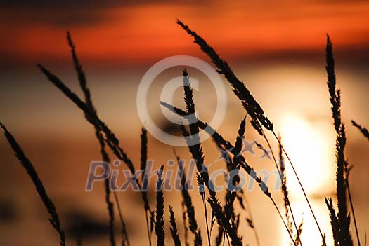 Sunset through the straws by the water Sunset through the straws by the water