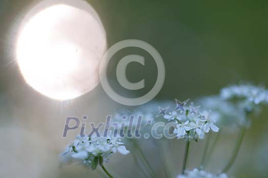 Blue flowers and the sun Blue flowers and the sun