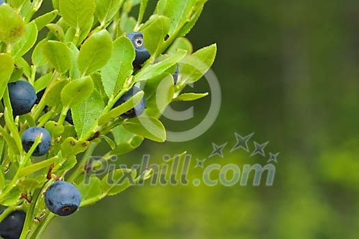 Growing blueberries Growing blueberries