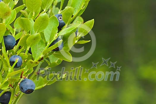 Growing blueberries