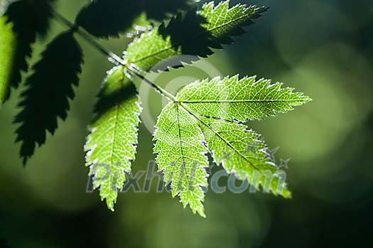 Background of green leaves