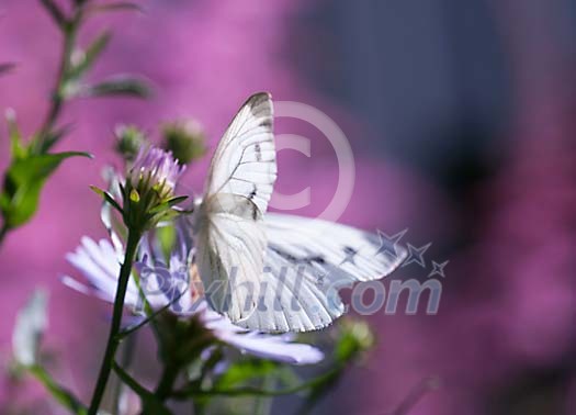 Butterfly on the flower Butterfly on the flower