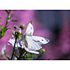 Butterfly on the flower