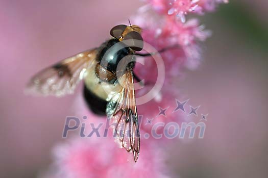 Insect on a pink flower