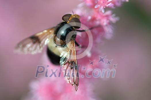 Insect on a pink flower Insect on a pink flower