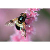 Insect on a pink flower