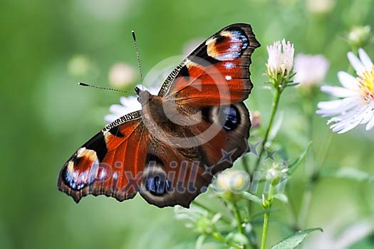 Butterfly on the flower Butterfly on the flower