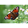 Butterfly on the flower