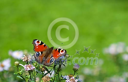 Butterfly resting on the flower