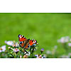 Butterfly resting on the flower