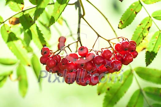 Backkground of red rowan berries