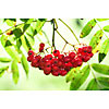 Backkground of red rowan berries