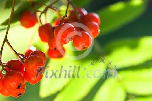 Background of rowan berries