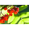 Background of rowan berries