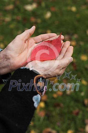 Human hands holding a single red leaf