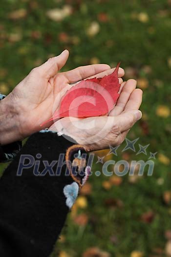 Human hands holding a single red leaf Human hands holding a single red leaf