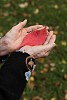 Human hands holding a single red leaf