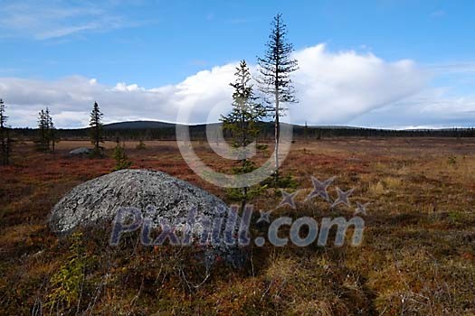 Marshland view in the autumn