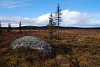 Marshland view in the autumn