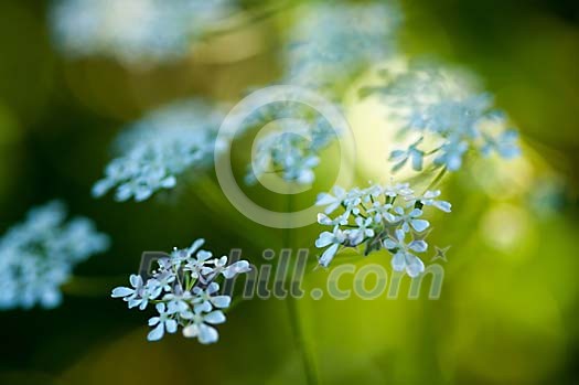 Background of forget-me-not flowers