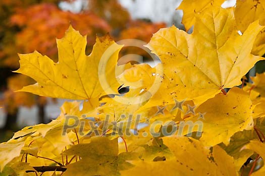 Background of yellow maple leaves