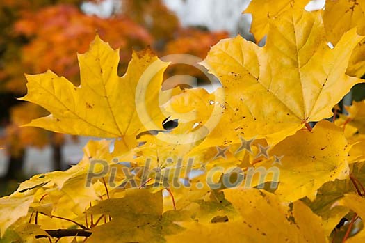 Background of yellow maple leaves Background of yellow maple leaves