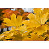 Background of yellow maple leaves