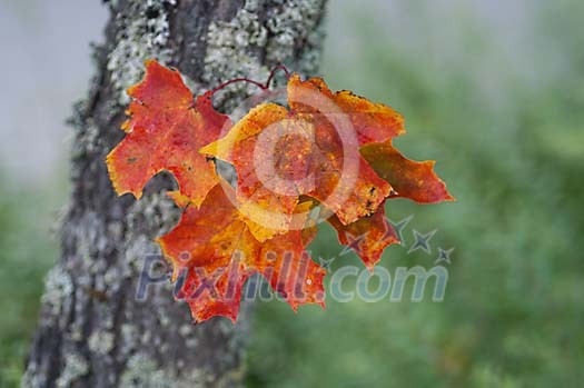 Tree trunk and leaves Tree trunk and leaves