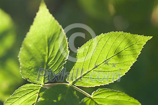 Sun shining on the green leaves