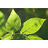 Sun shining on the green leaves