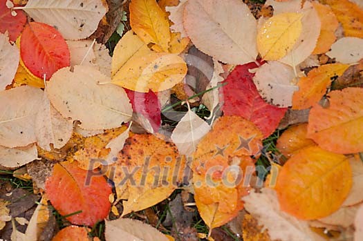 Leafs in autumn on the ground