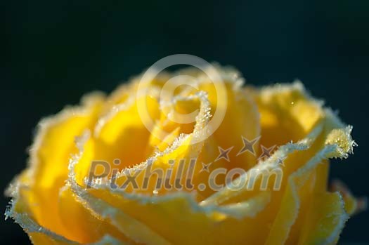 Frosty border on a yellow rose