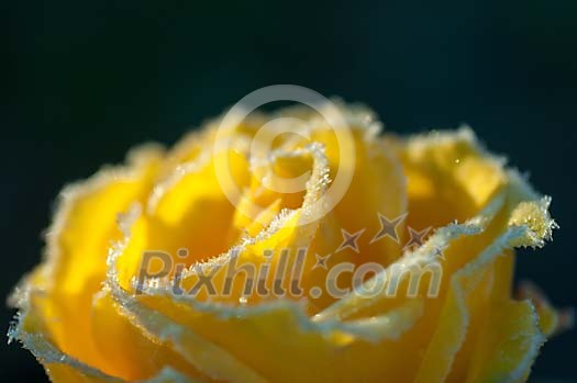Frosty border on a yellow rose Frosty border on a yellow rose