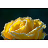 Frosty border on a yellow rose