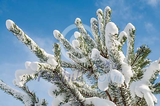 Spruce branch covered with snow