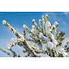 Spruce branch covered with snow