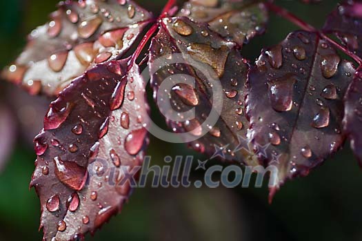 Purple leaves and waterdrops