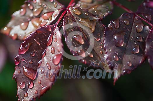 Purple leaves and waterdrops Purple leaves and waterdrops