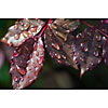 Purple leaves and waterdrops