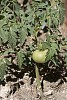 Growing tomato plant