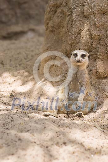 Lonely meerkat sitting in sand