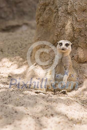 Lonely meerkat sitting in sand Lonely meerkat sitting in sand